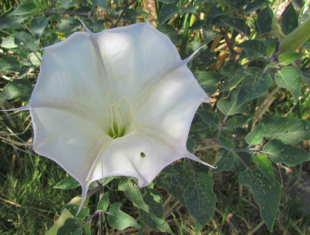 Sacred Datura